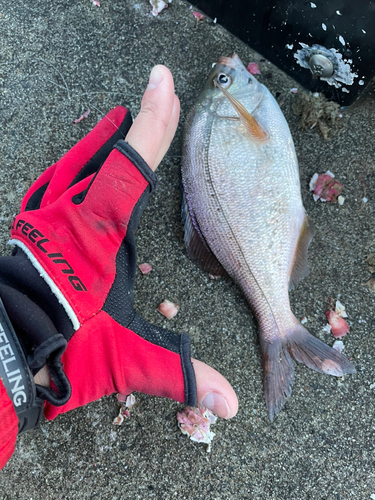 タナゴの釣果