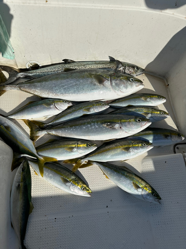 ハマチの釣果