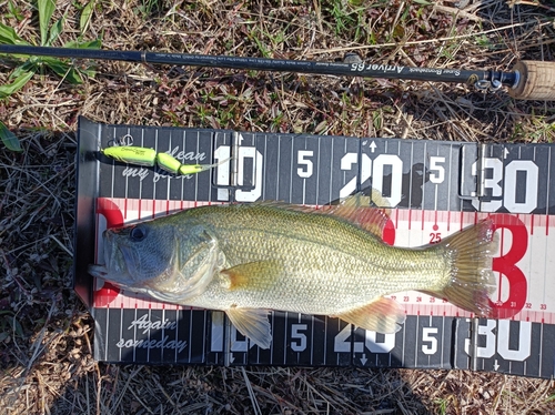 ラージマウスバスの釣果