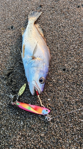 ニベの釣果