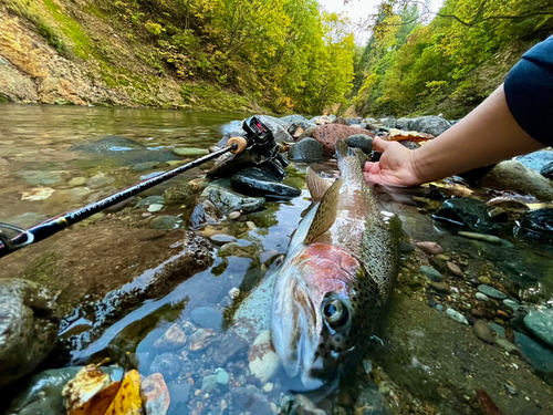 ニジマスの釣果