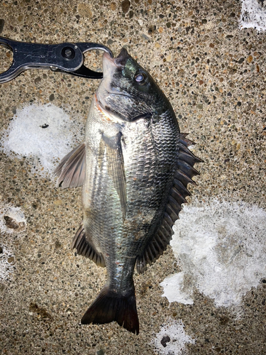 クロダイの釣果