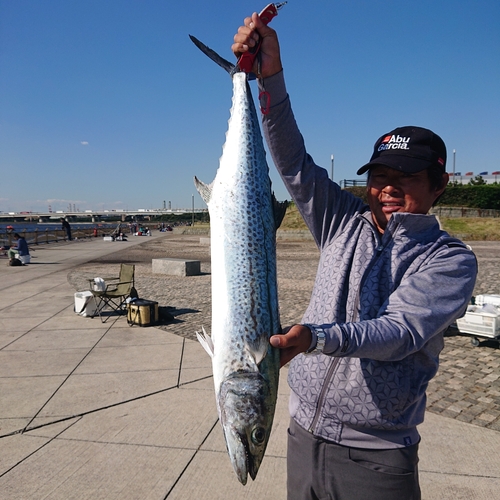 サワラの釣果