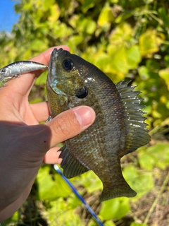 ブルーギルの釣果