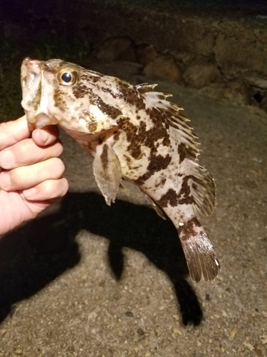 タケノコメバルの釣果