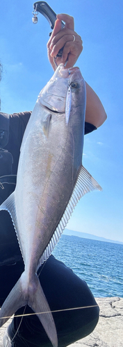 カンパチの釣果