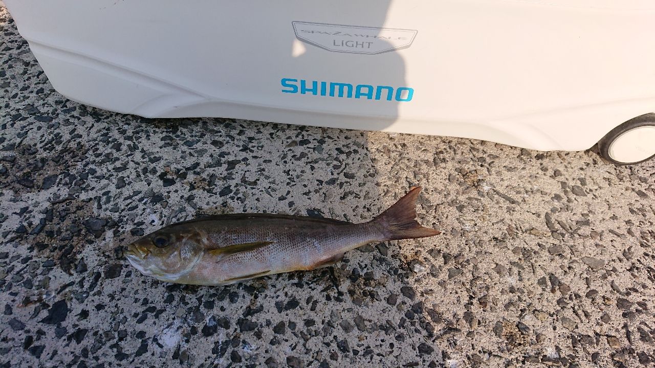 ヒラマサ