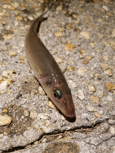 キスの釣果