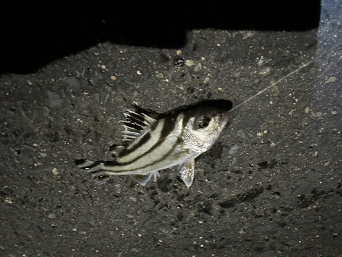 コトヒキの釣果