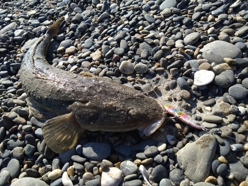 マゴチの釣果