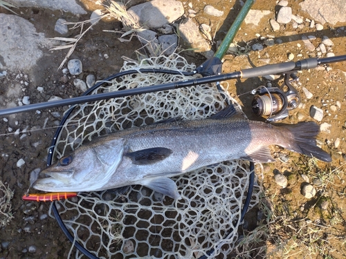 マルスズキの釣果