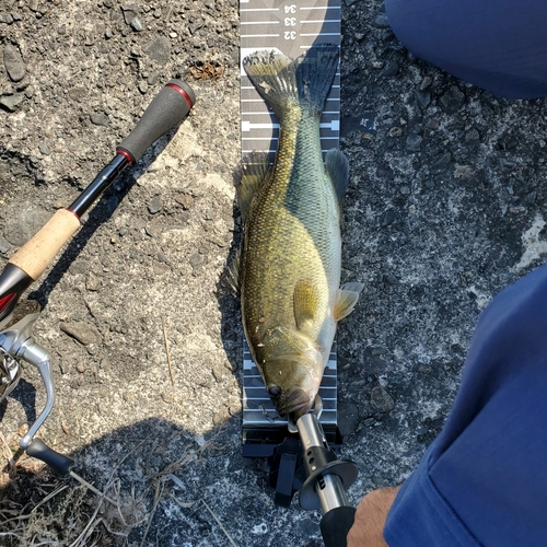 ブラックバスの釣果