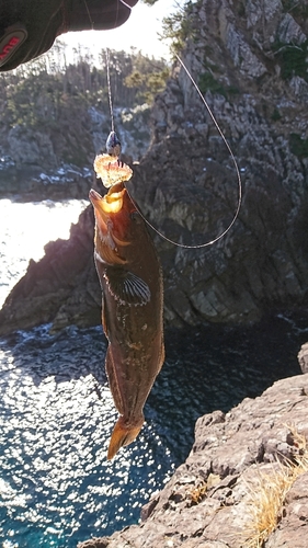 アイナメの釣果