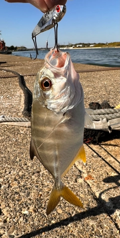 メッキの釣果