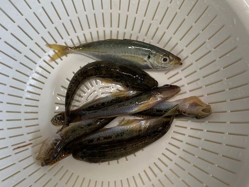 マハゼの釣果