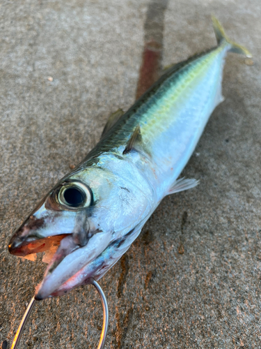 サバの釣果