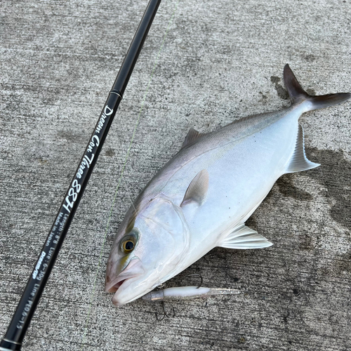 カンパチの釣果