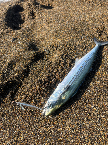 サゴシの釣果