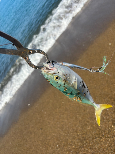 ワカシの釣果