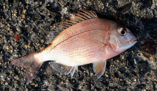 チャリコの釣果