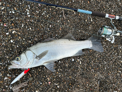 ヒラスズキの釣果