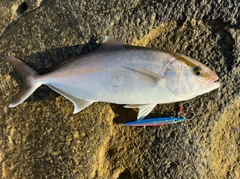 カンパチの釣果