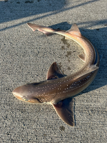 ホシザメの釣果