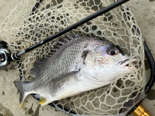 キビレの釣果