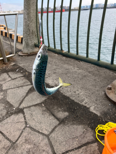 サバの釣果