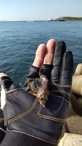 ガシラの釣果