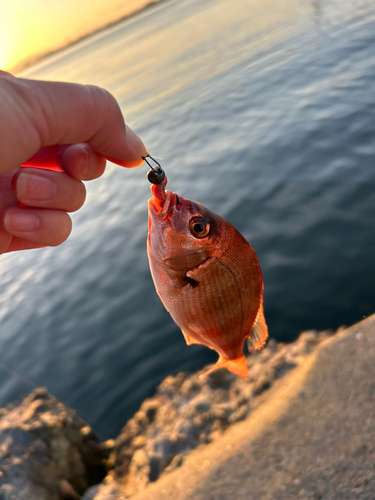 チャリコの釣果