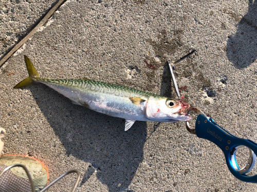 サバの釣果