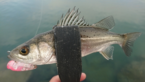 セイゴ（マルスズキ）の釣果