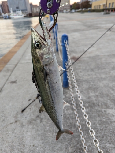 サゴシの釣果