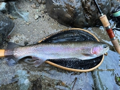 ニジマスの釣果