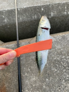 マサバの釣果