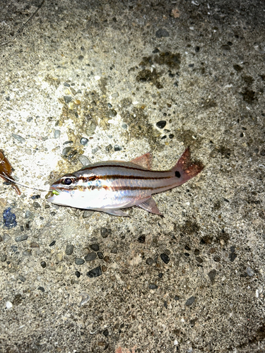 オオスジイシモチの釣果