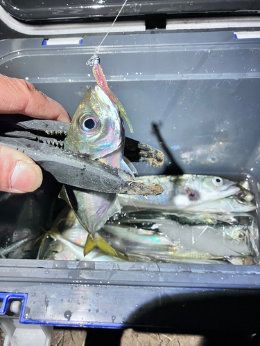 アジの釣果