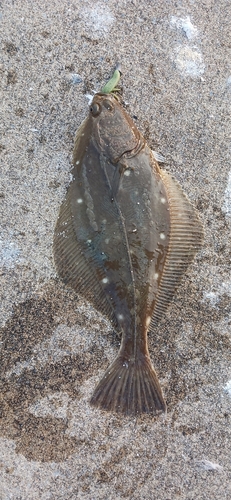 カレイの釣果