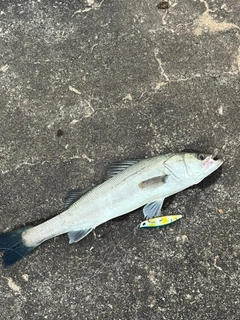 シーバスの釣果