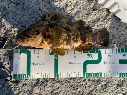 タケノコメバルの釣果