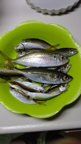 アジの釣果