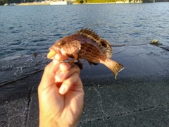 オオモンハタの釣果