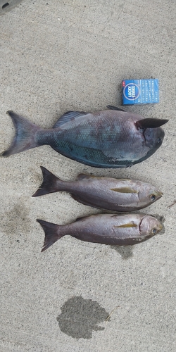 オナガグレの釣果