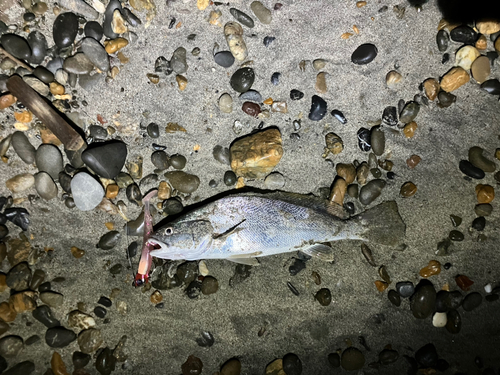 ニベの釣果