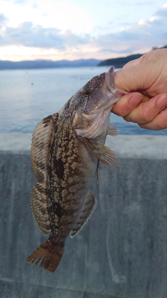 アイナメの釣果