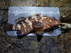 キジハタの釣果