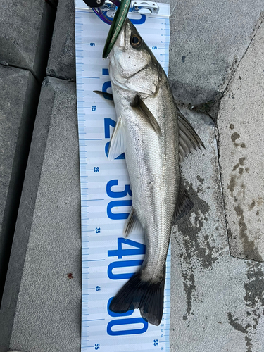 シーバスの釣果