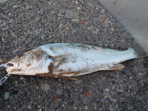 ニベの釣果