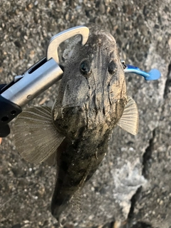 マゴチの釣果